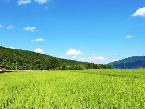 農地はどうすれば売れる？地目変更（農地転用）について解説